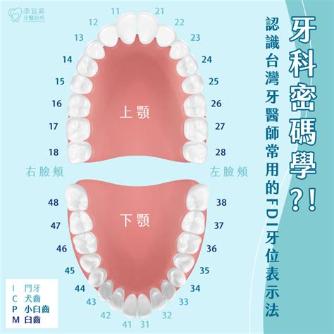 牙齒 單數|牙齒 